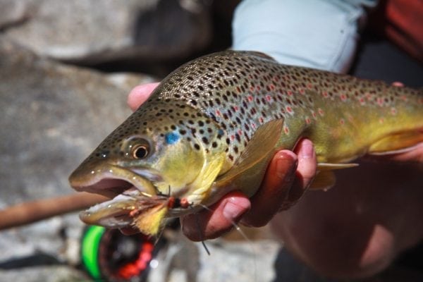 Arkansas Fly Fishing Trips