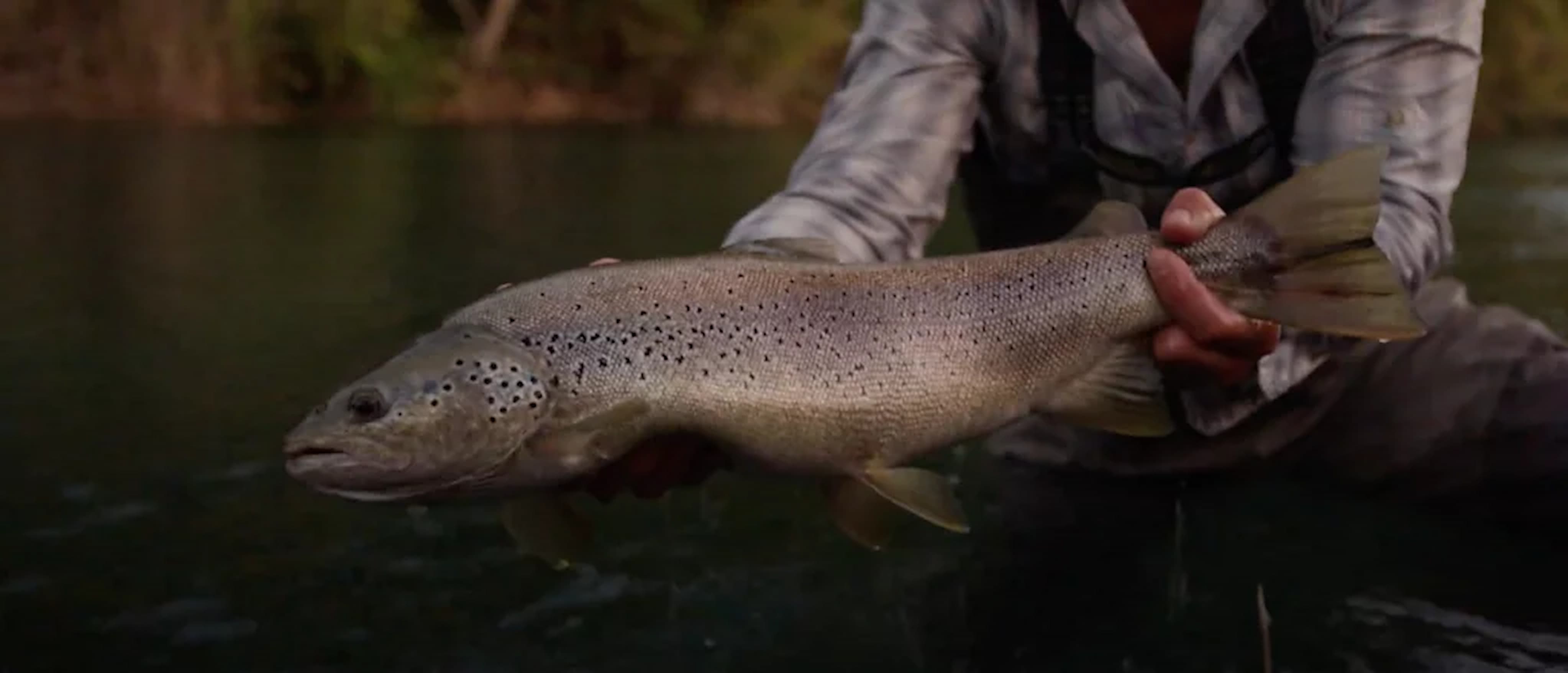 Spain Fly Fishing Trips