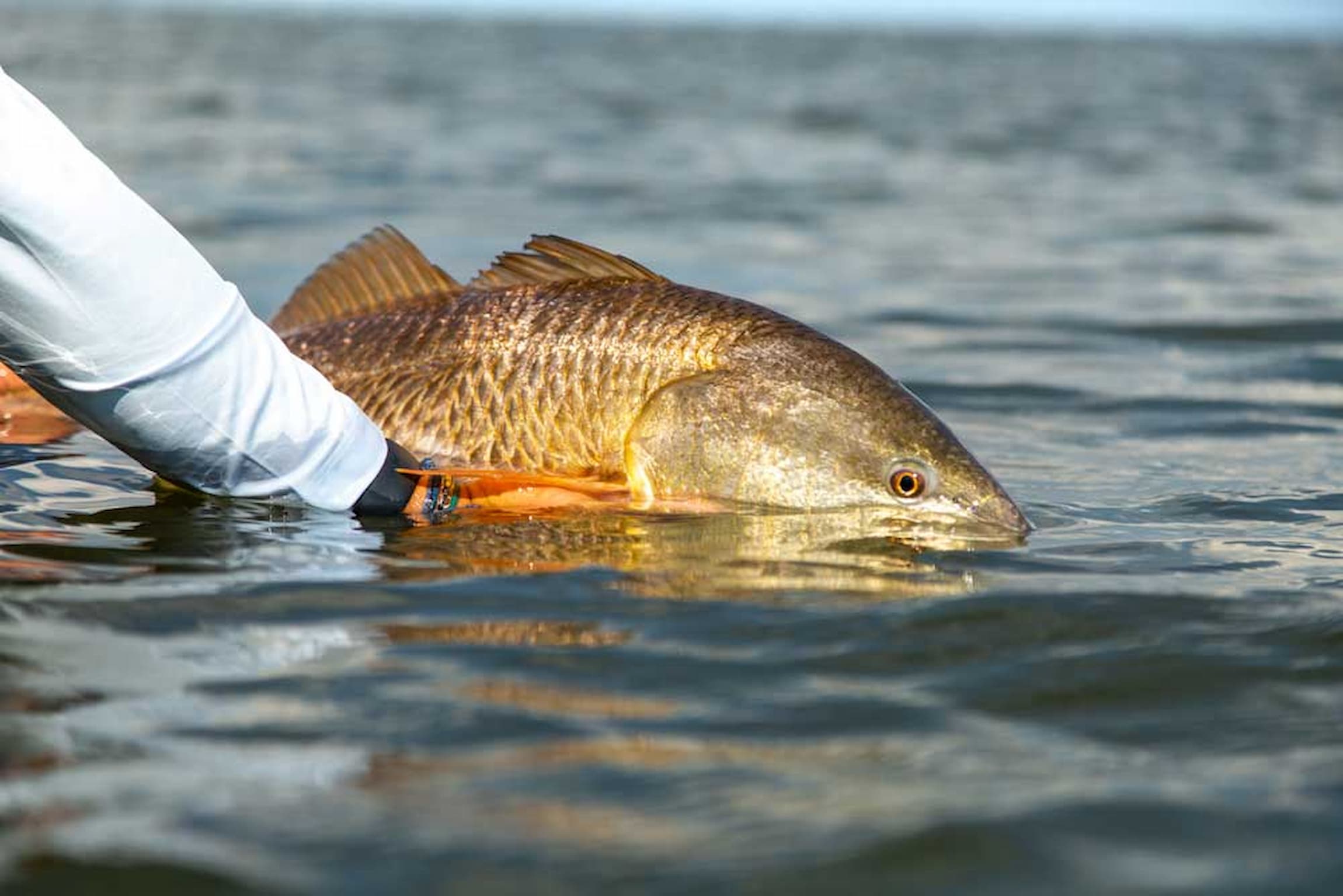 Louisiana Fly Fishing Trips