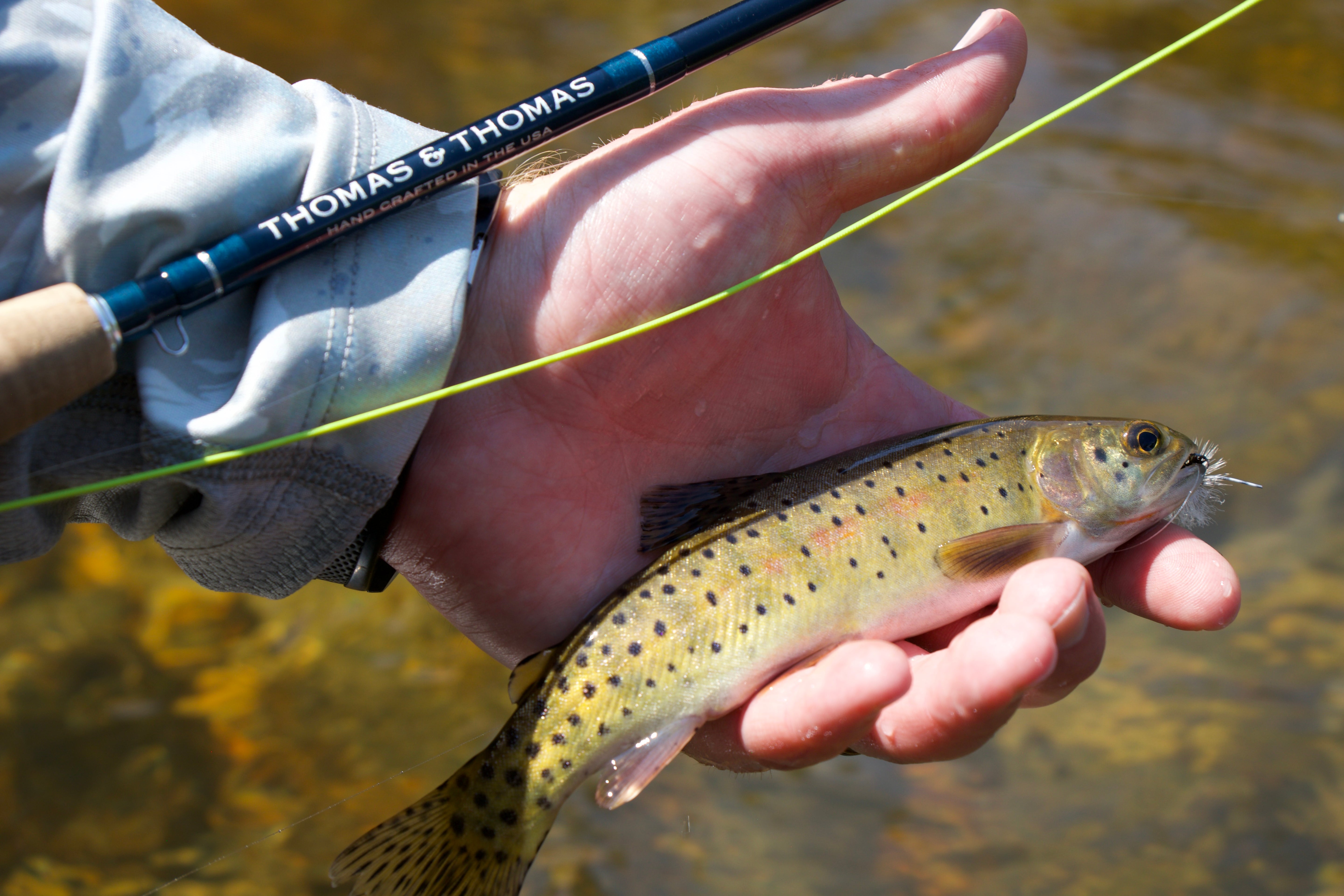 Intro To Rocky Mountain National Park - Full Day