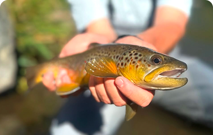Full Day Guided Trip