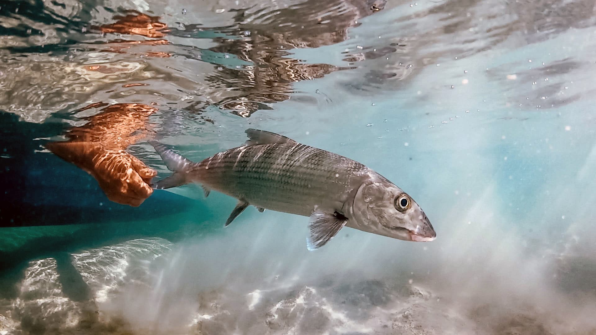 About Mangrove Cay Club