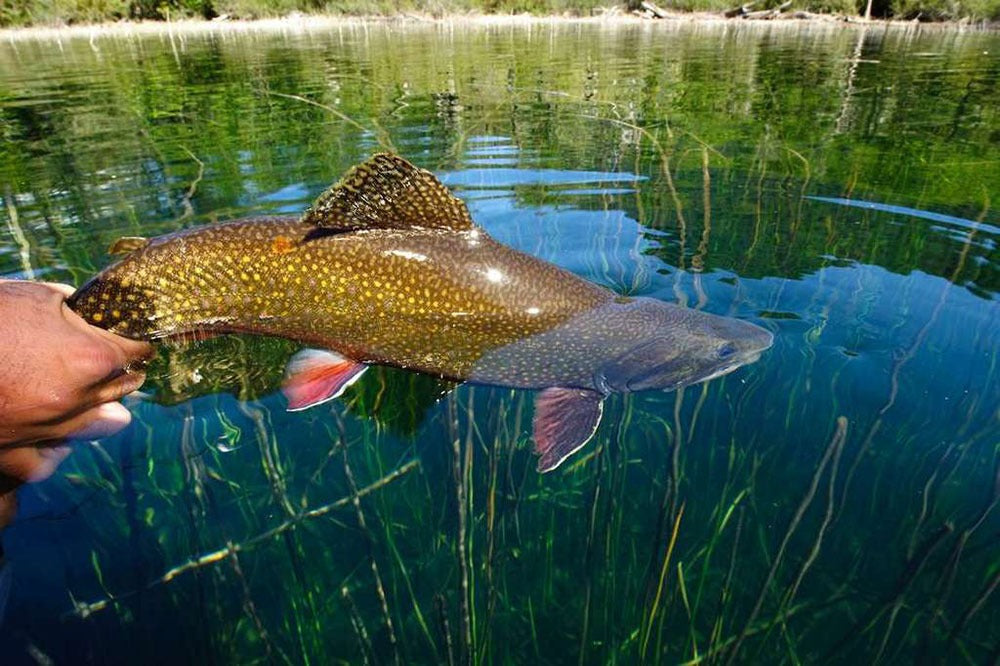 brook-trout-10-1000w_LJOO.jpg