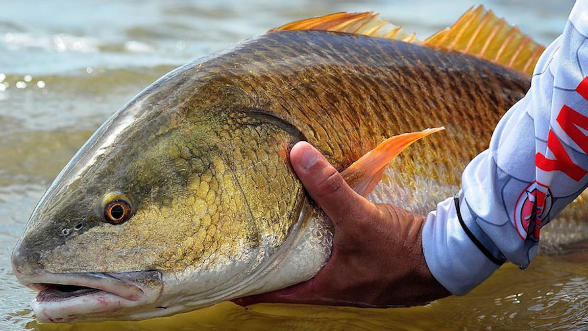 About Birddog Fishing Co.