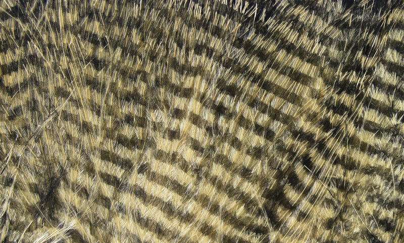 Hareline Fine Black Barred Marabou