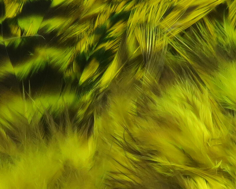 Hareline Strung Grizzly Variant Saddle Hackle