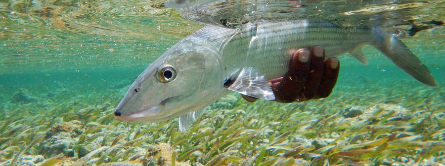 Bonefish Fly Fishing Trips