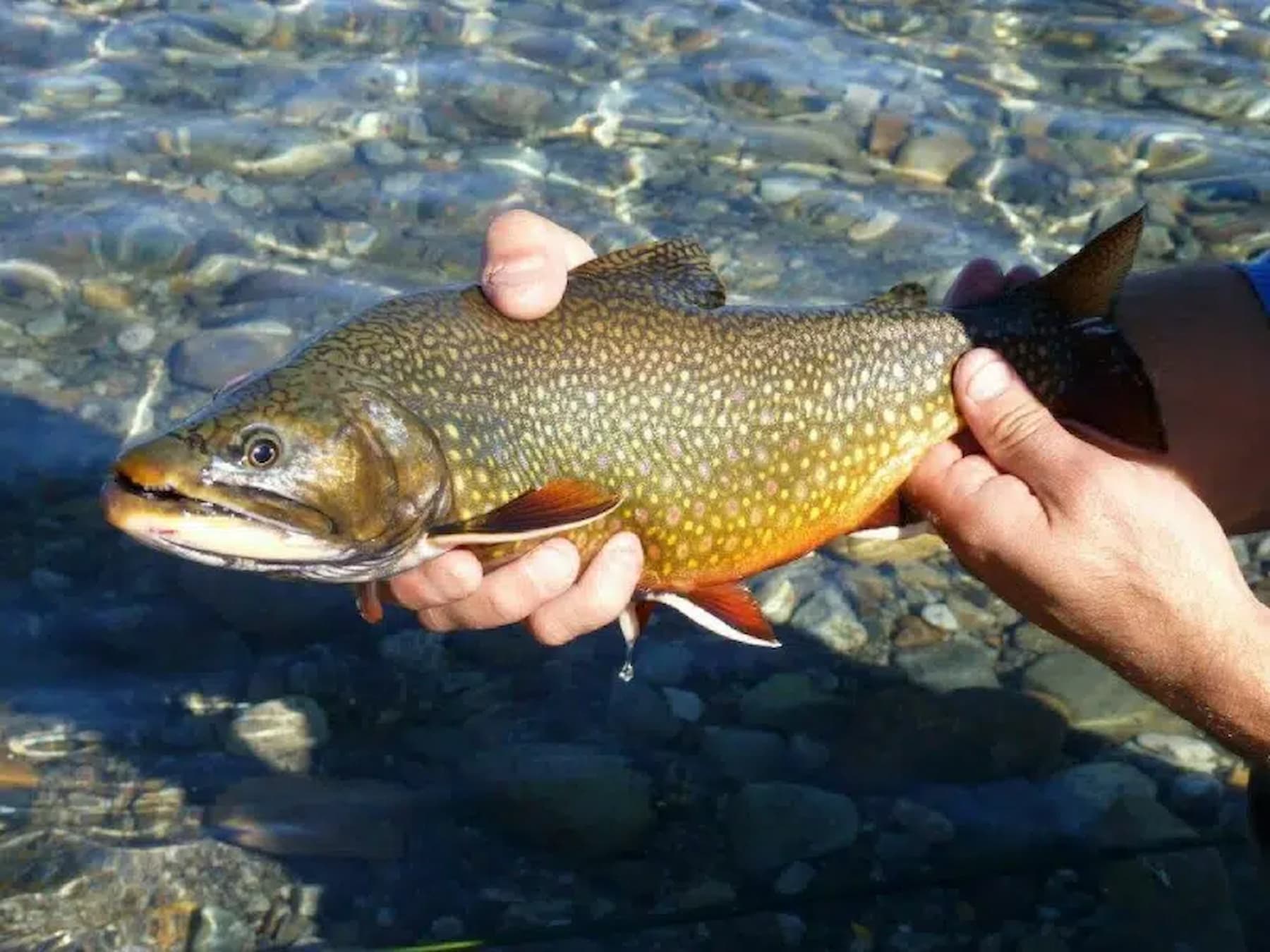 Argentina Fly Fishing Trips
