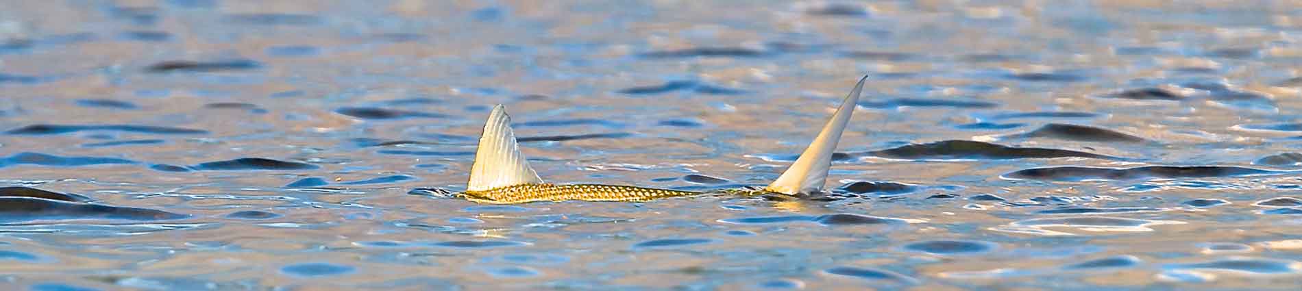 Hawaii Fly Fishing Trips