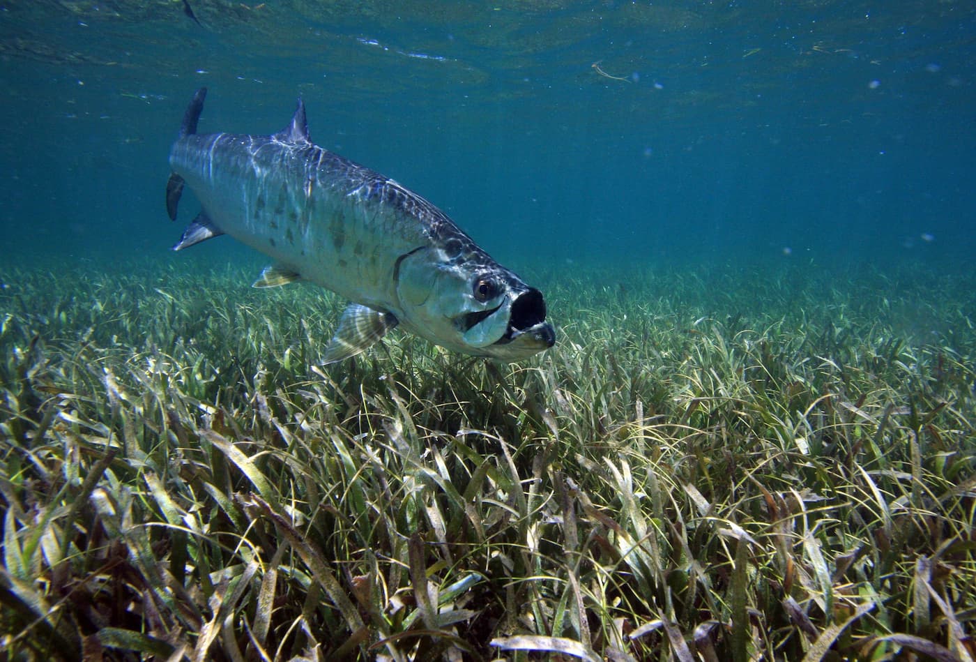 Honduras Fly Fishing Trips