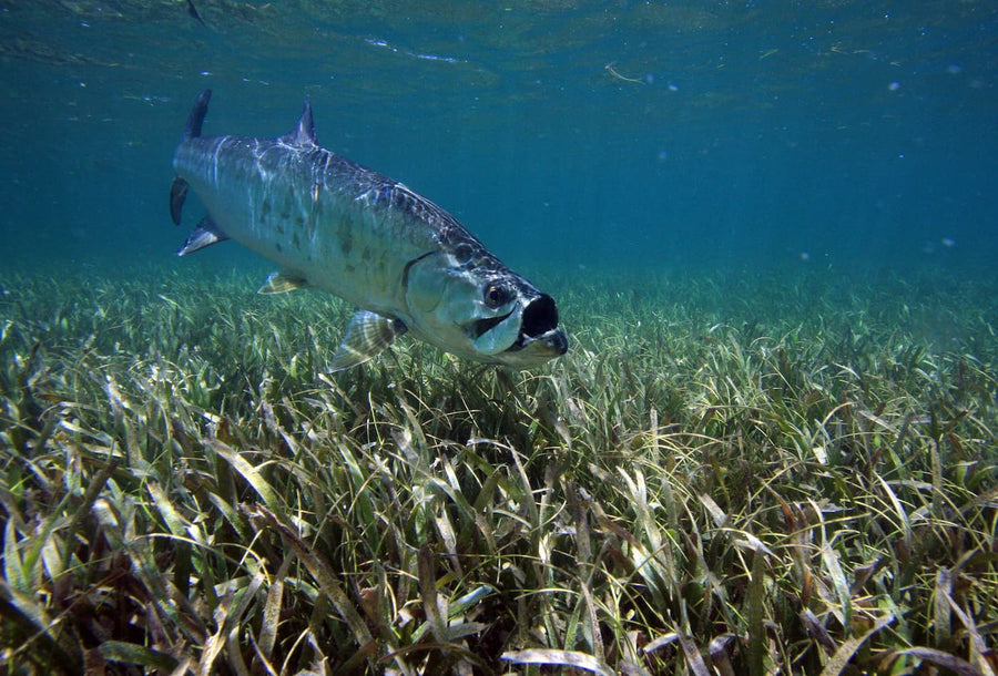 Honduras Fly Fishing Trips