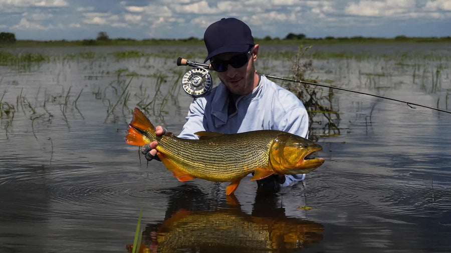 Golden Dorado Fly Fishing Trips