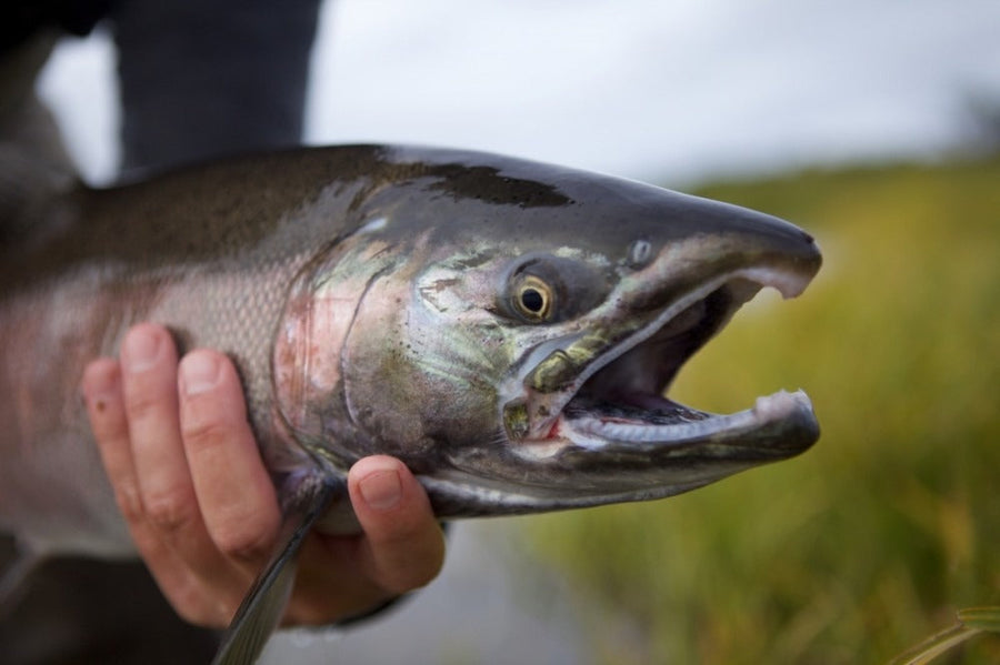 Salmon Fly Fishing Trips