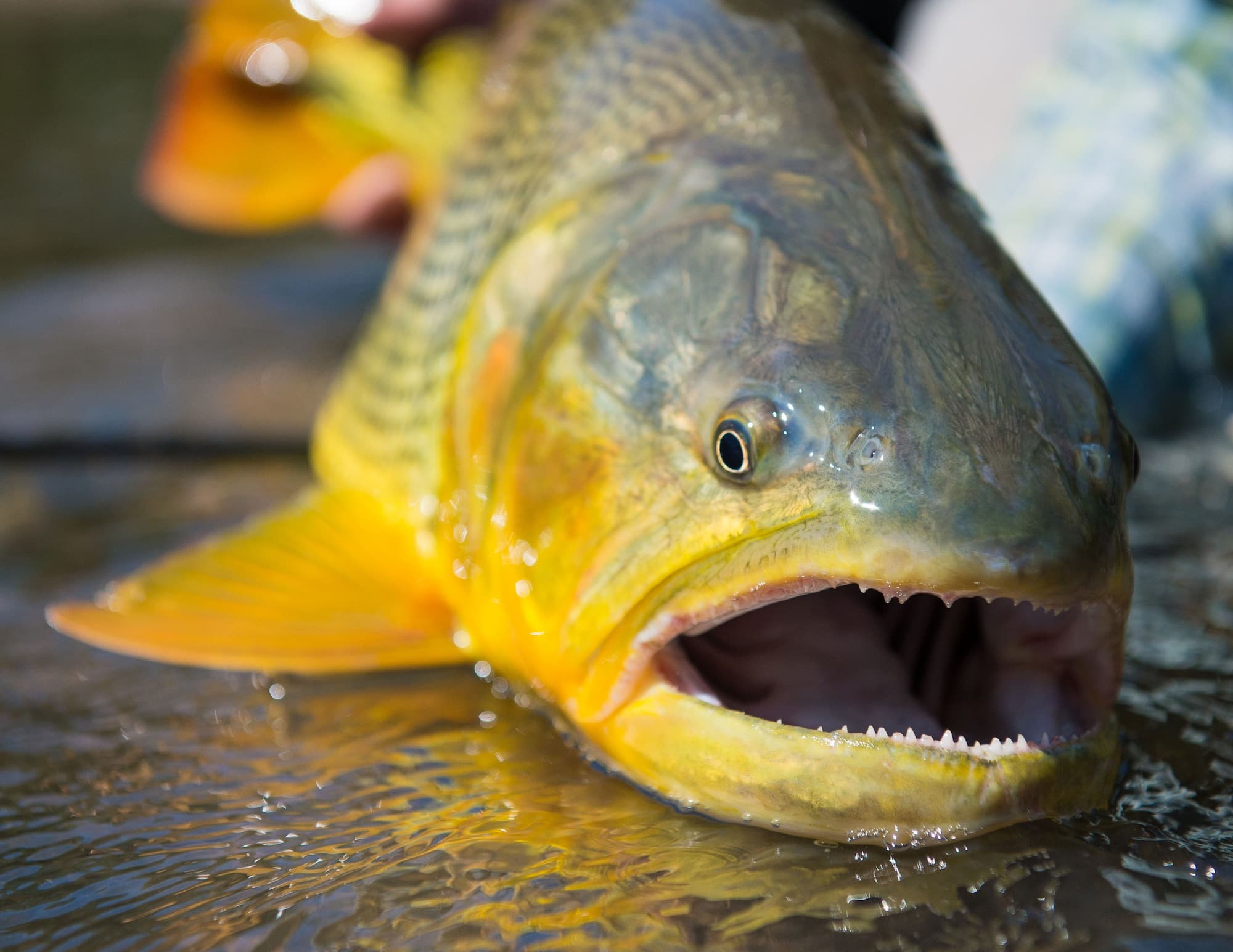 Golden Dorado Combo Hosted Trip