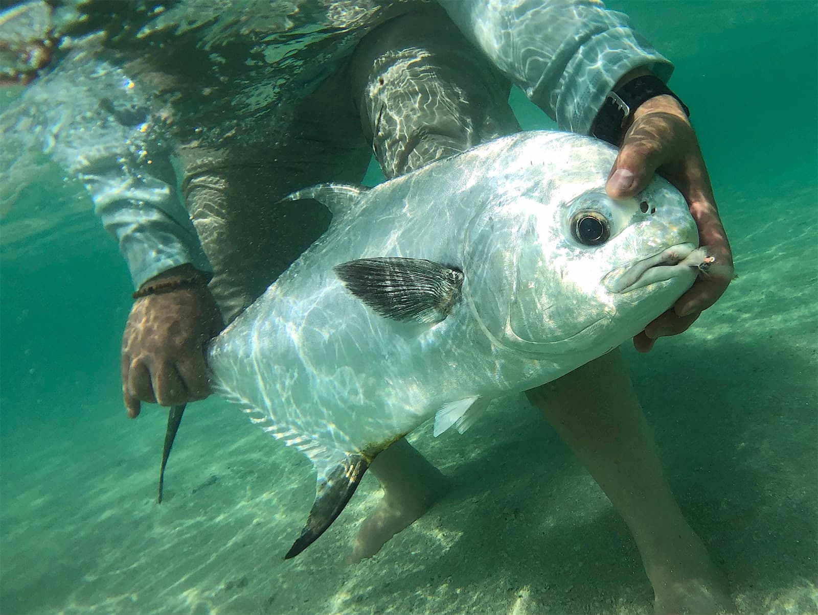 About Palometa Club
