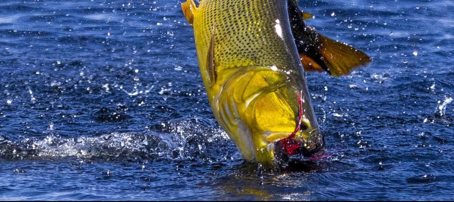 Golden Dorado Combo Hosted Trip