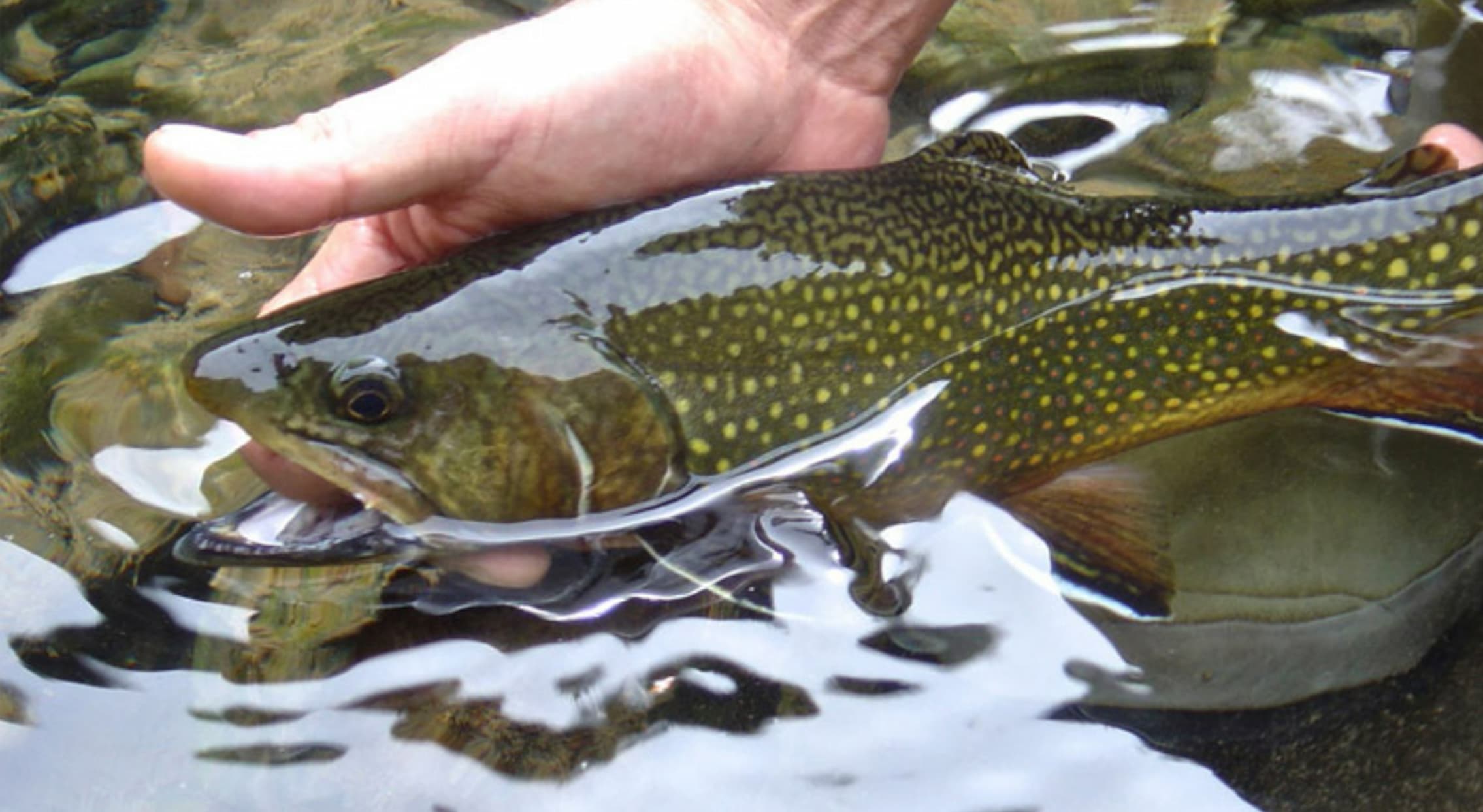 About Salvelinus