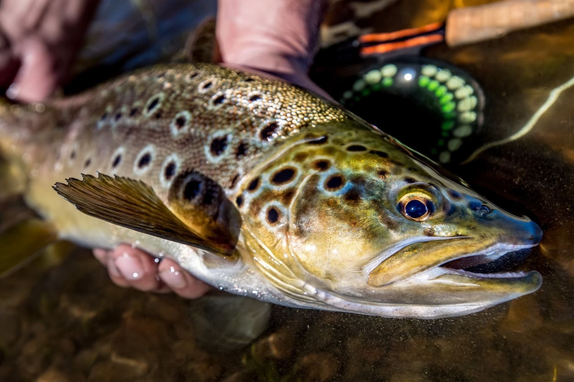 About Patagonia Angling Company