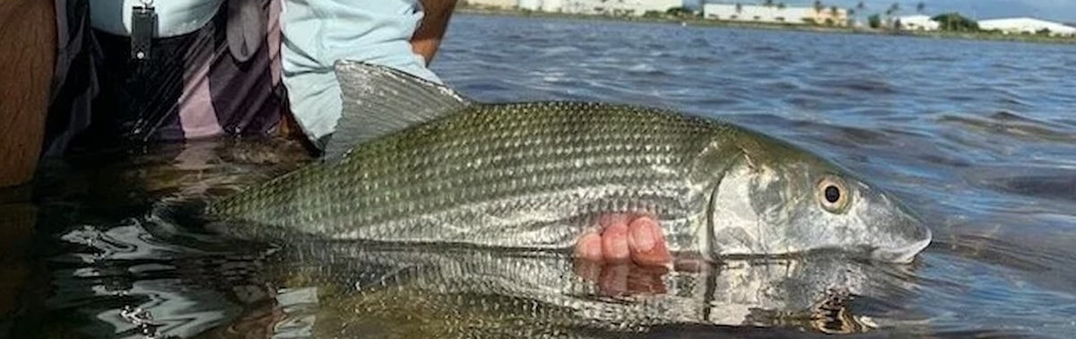 Hawaii on the Fly