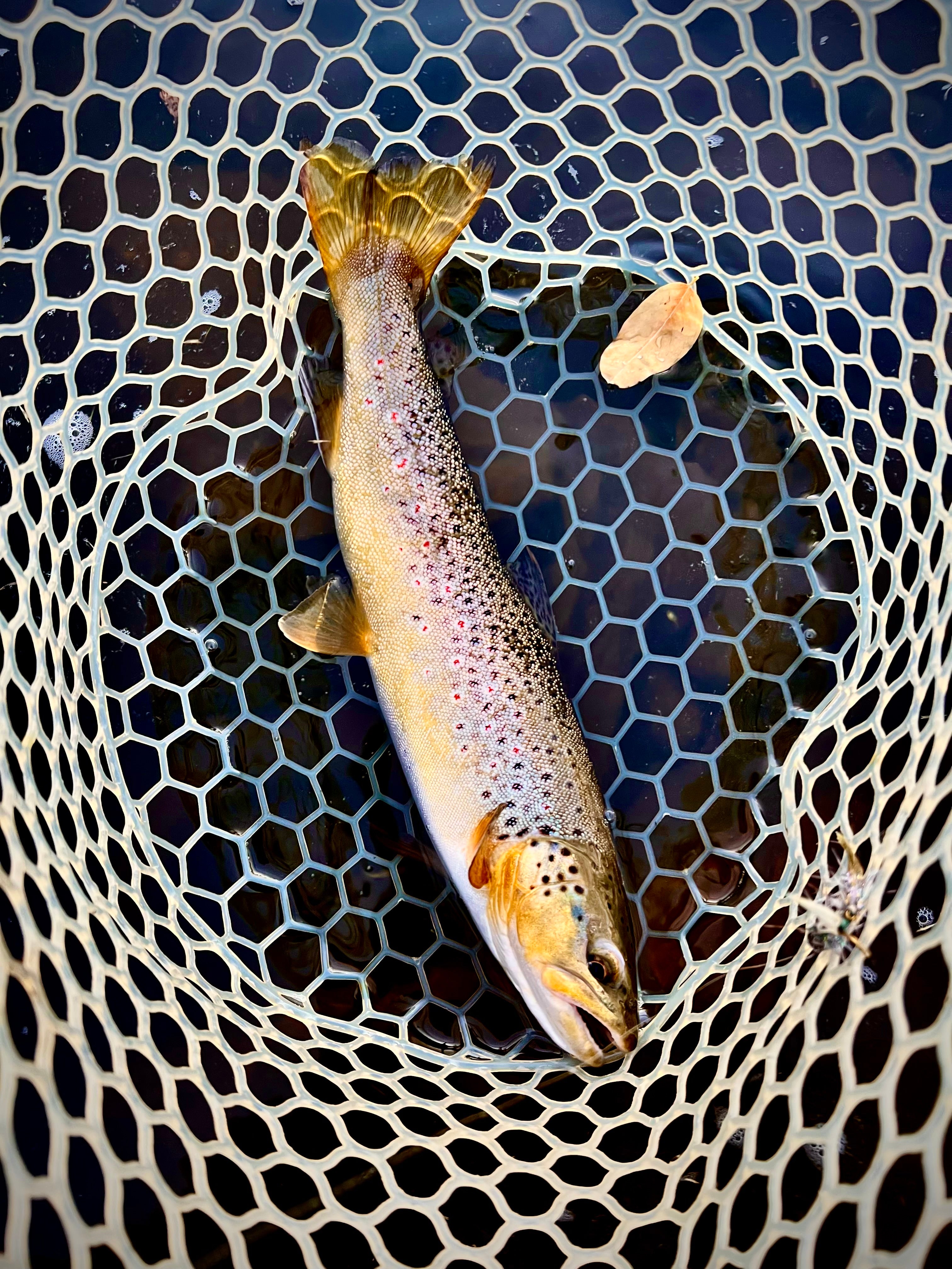 Fall Adult Camp 2026