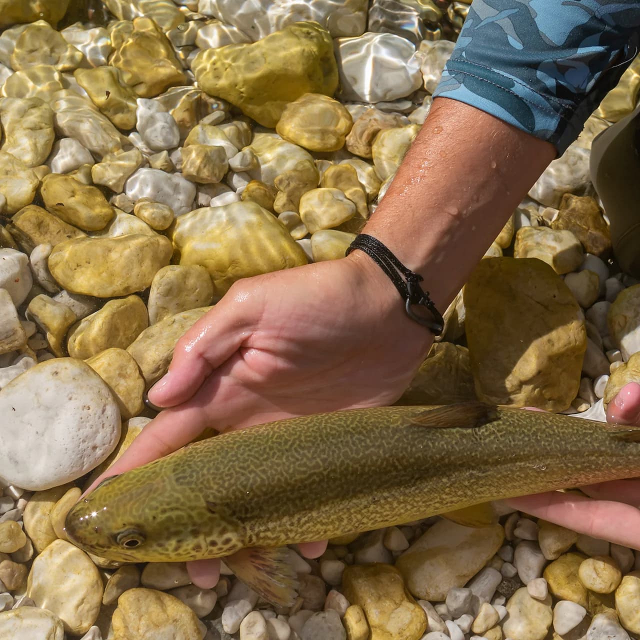 About Krka River Lodge