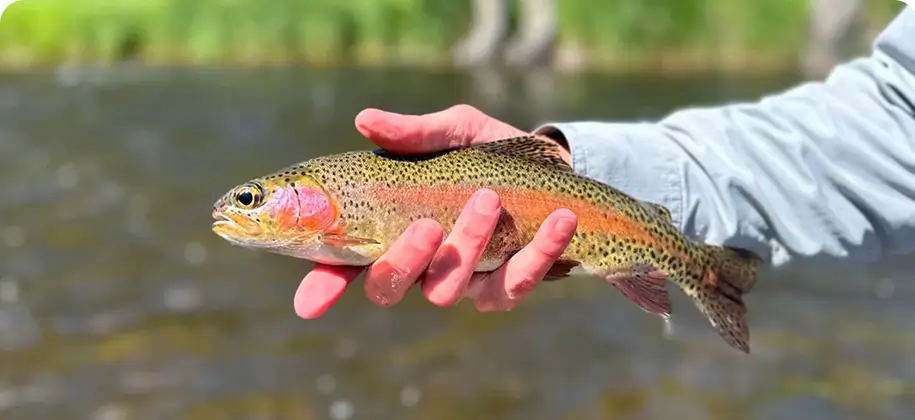 Intro to Fly Fishing – On Water Course