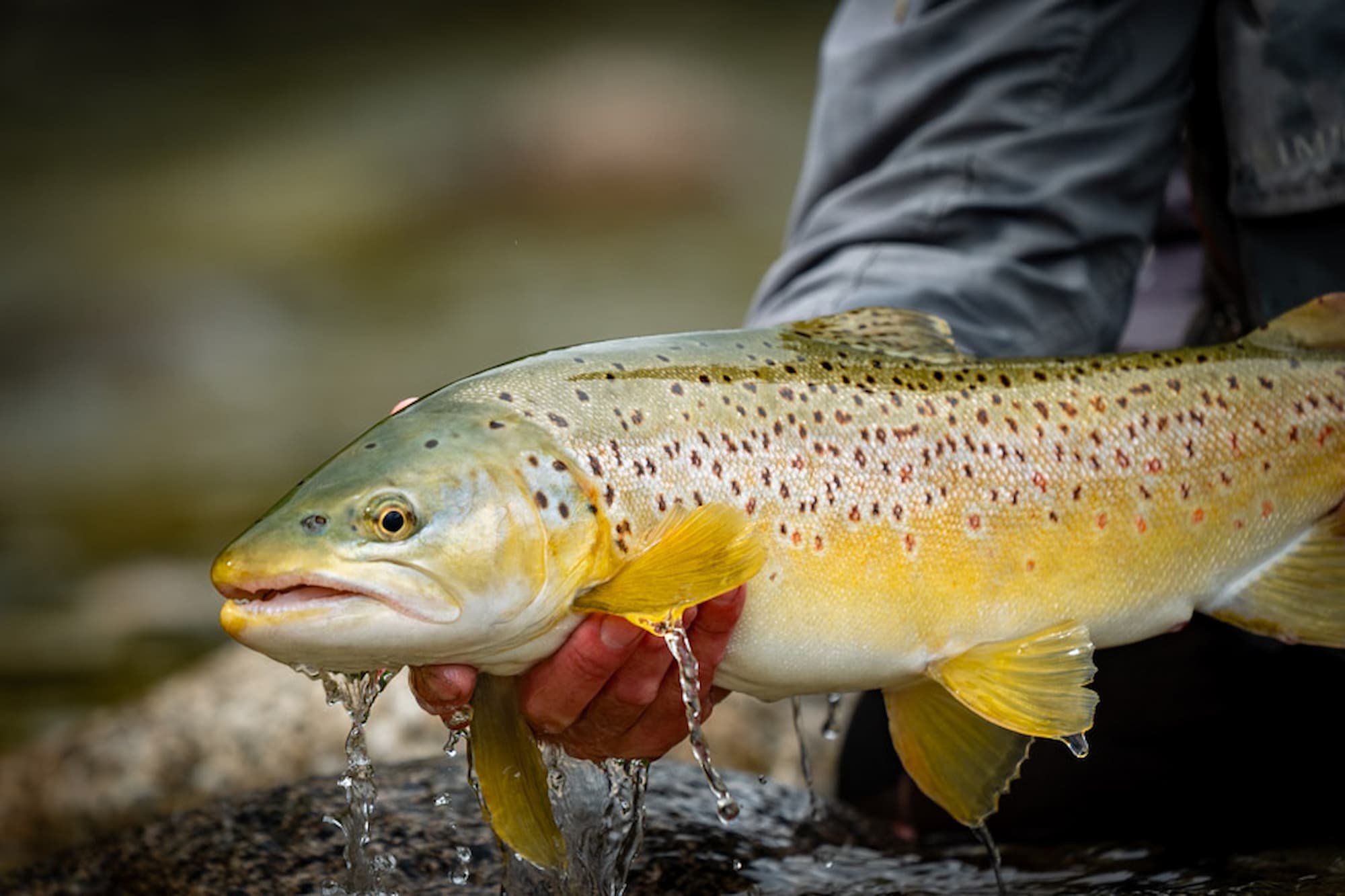 About River Haven Lodge