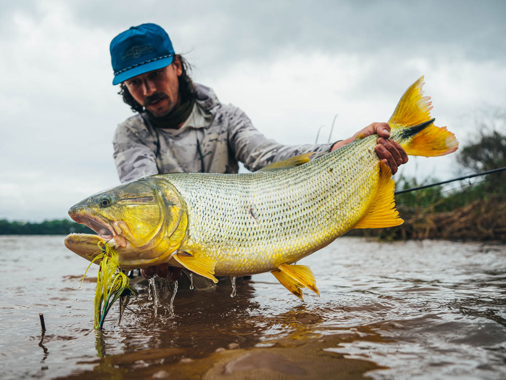 Golden Dorado: South America's Apex Predator