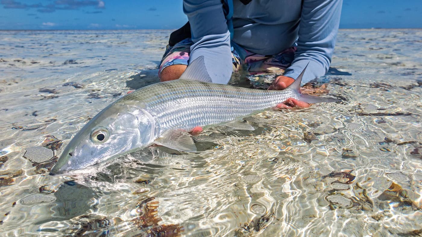 About St. Brandon's Atoll
